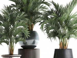 collection of decorative palm trees in pots for home 422 3D Model
