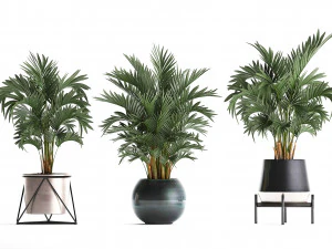 collection of decorative palm trees in pots for home 422 3D Model