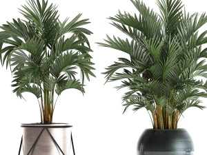 collection of decorative palm trees in pots for home 422 3D Model