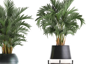 collection of decorative palm trees in pots for home 422 Modèle 3D