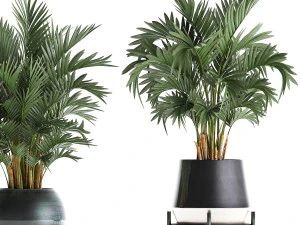 collection of decorative palm trees in pots for home 422 3D Model