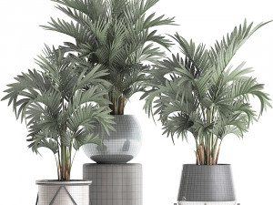 collection of decorative palm trees in pots for home 422 Modèle 3D