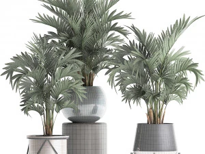 collection of decorative palm trees in pots for home 422 3D Model
