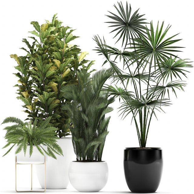 collection of decorative plants trees in pots for home 423 3D Model .c4d .max .obj .3ds .fbx .stl .blend 