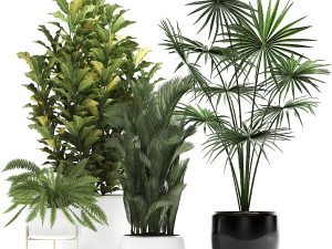 collection of decorative plants trees in pots for home 423 3D Model