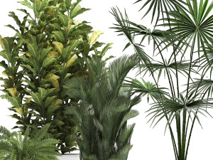 collection of decorative plants trees in pots for home 423 3D Model