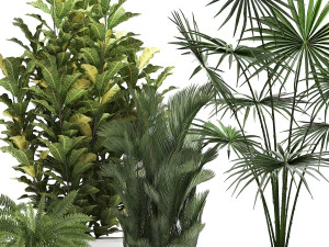 collection of decorative plants trees in pots for home 423 3D Model