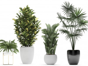 collection of decorative plants trees in pots for home 423 3D Model