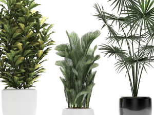 collection of decorative plants trees in pots for home 423 3D Model
