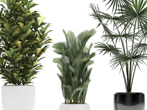 collection of decorative plants trees in pots for home 423 3D Model