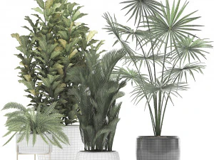 collection of decorative plants trees in pots for home 423 3D Model
