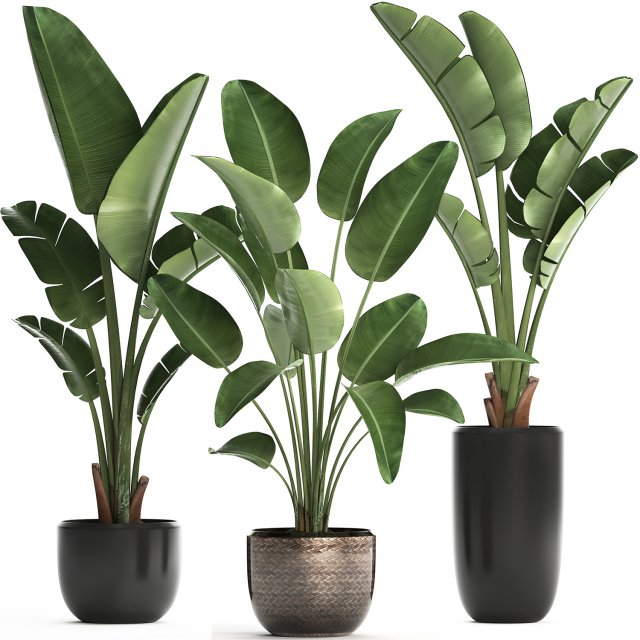 exotic plants banana tree set 444 3D 모델 .c4d .max .obj .3ds .fbx .stl .blend 
