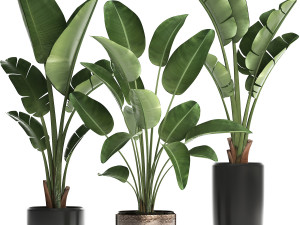 exotic plants banana tree set 444 Modèle 3D
