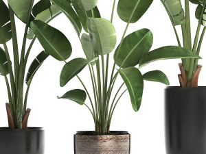 exotic plants banana tree set 444 3D 모델