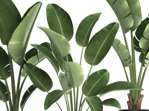 exotic plants banana tree set 444 3D 모델
