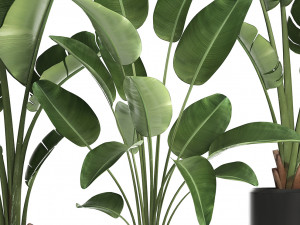 exotic plants banana tree set 444 3D 모델