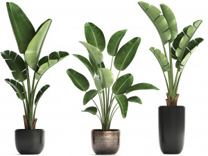 exotic plants banana tree set 444 3D 모델