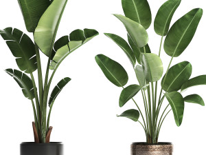 exotic plants banana tree set 444 3D 모델