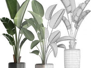 exotic plants banana tree set 444 3D 모델