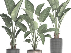 exotic plants banana tree set 444 3D 모델
