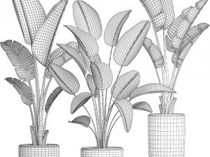 exotic plants banana tree set 444 3D 모델