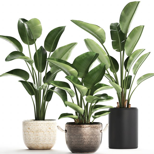 exotic plants banana tree set 445 3Dモデル .c4d .max .obj .3ds .fbx .stl .blend 