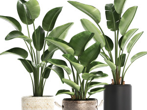 exotic plants banana tree set 445 3Dモデル