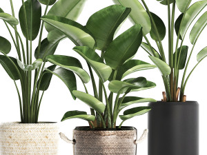 exotic plants banana tree set 445 3Dモデル