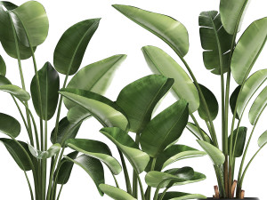 exotic plants banana tree set 445 3Dモデル