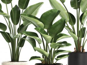 exotic plants banana tree set 445 3Dモデル