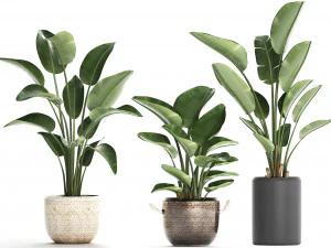 exotic plants banana tree set 445 3D Model