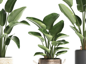 exotic plants banana tree set 445 3Dモデル