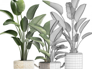 exotic plants banana tree set 445 3Dモデル