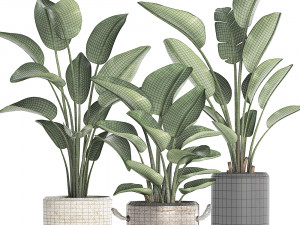 exotic plants banana tree set 445 3Dモデル