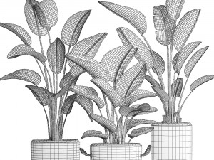 exotic plants banana tree set 445 3Dモデル