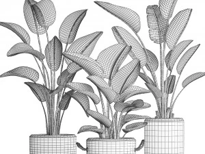 exotic plants banana tree set 445 3D Model