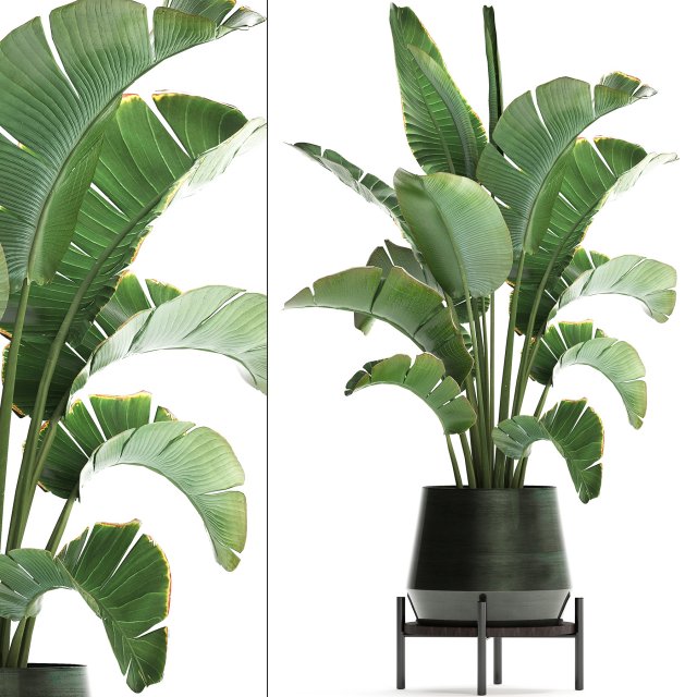 exotic plants banana tree 446 3Dモデル .c4d .max .obj .3ds .fbx .stl .blend 