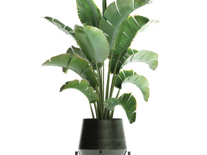 exotic plants banana tree 446 3Dモデル