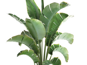 exotic plants banana tree 446 3Dモデル