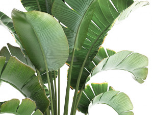 exotic plants banana tree 446 3Dモデル