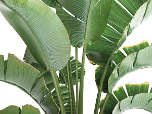 exotic plants banana tree 446 3Dモデル