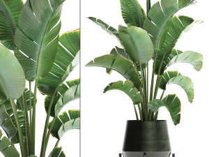 exotic plants banana tree 446 3Dモデル