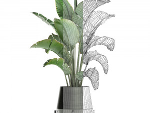 exotic plants banana tree 446 3Dモデル