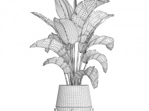 exotic plants banana tree 446 3Dモデル