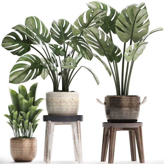 collection exotic plants monstera 447 Modelo 3D .c4d .max .obj .3ds .fbx .stl .blend 