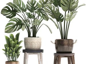 collezione piante esotiche monstera 447 Modello 3D