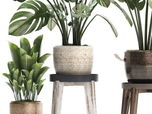 collection exotic plants monstera 447 Modelo 3D