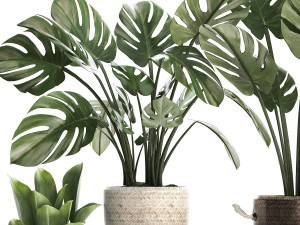 collection exotic plants monstera 447 Modelo 3D