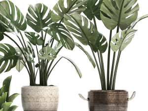 collection exotic plants monstera 447 Modelo 3D