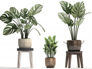 collection exotic plants monstera 447 Modelo 3D